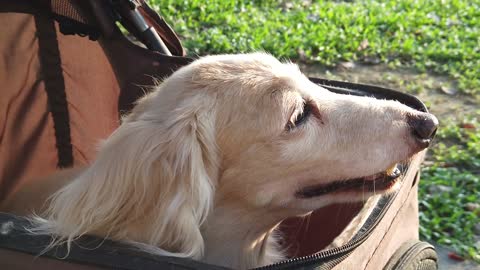funny dog to love4