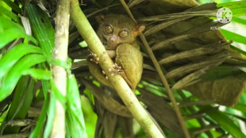 Ultimate_Wild_Animals_Collection_in_part 2