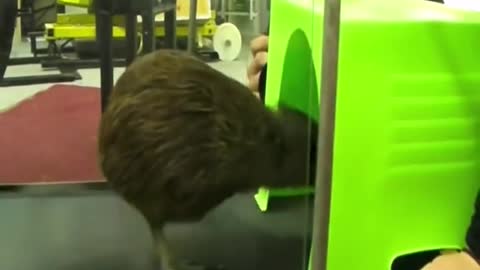 A kiwi bird fooled by humans