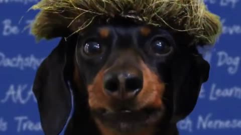 Wiener Dog Debate 3rd Presidential Debate Trump vs Clinton 2016