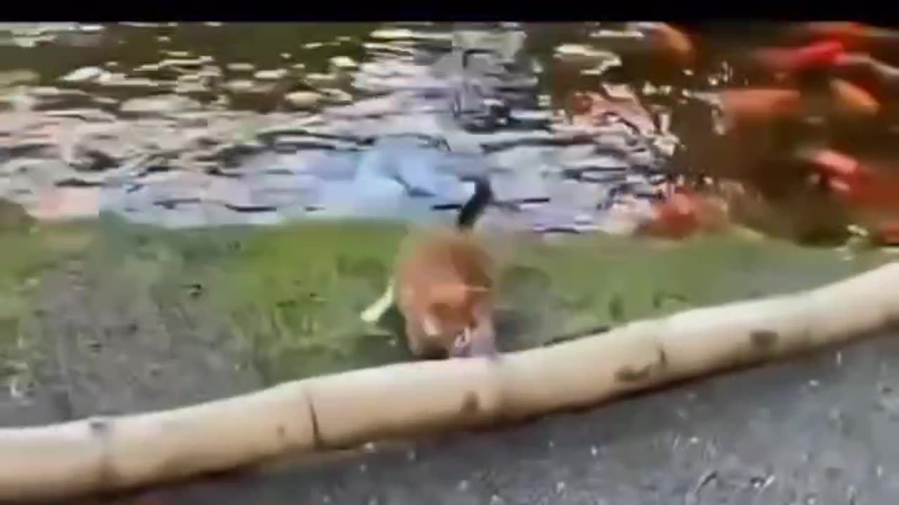 Mind refreshing Stunts of Cats