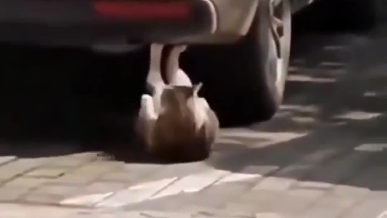 Cat exercise