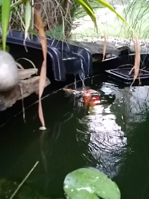 Koi Warning