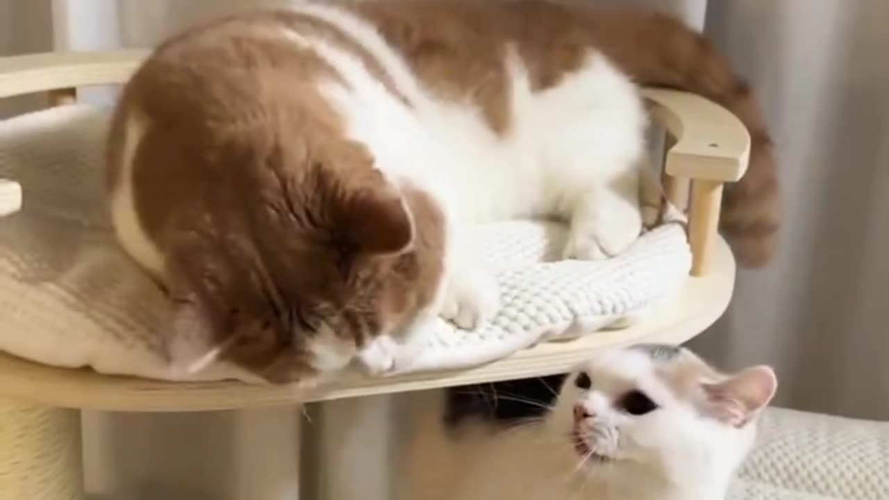 Cat video