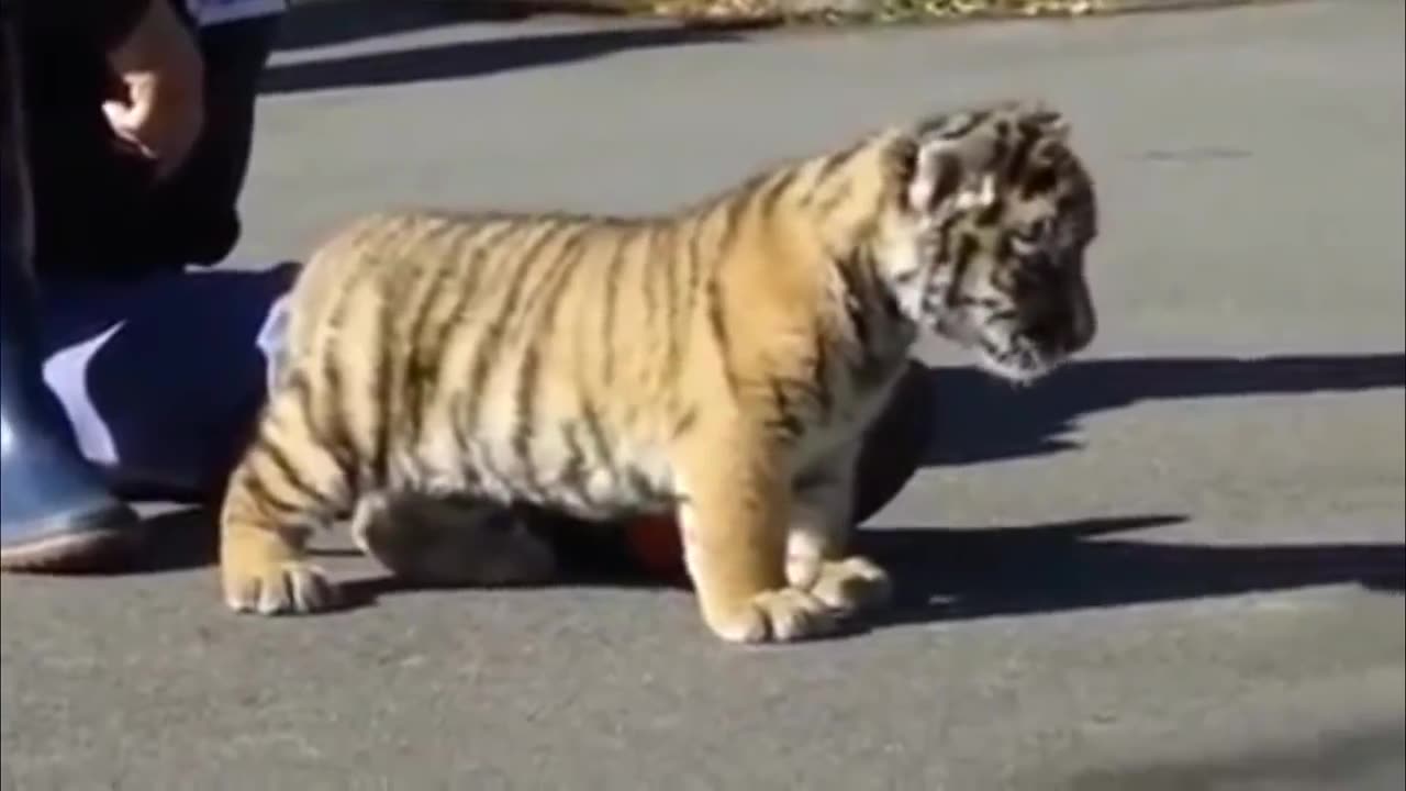 Cute Baby Tiger Playing On road Funny Videos