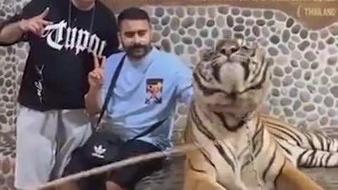 Shorts - Tiger Picture