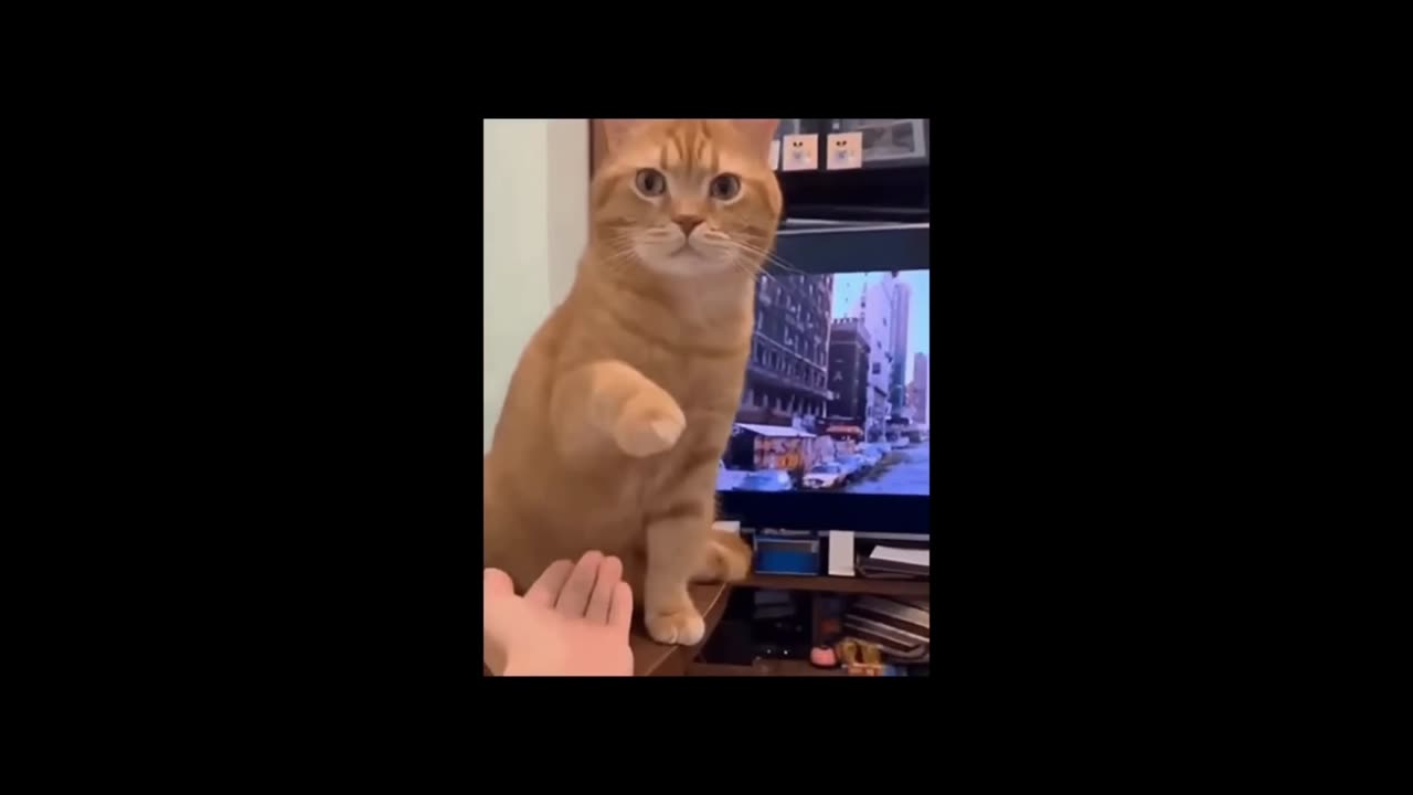 Sway of cats are epic!