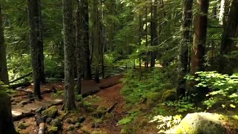 Beauty nature