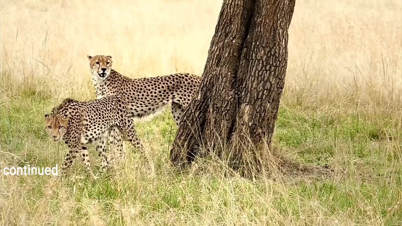 American 🇺🇸leopard part-1