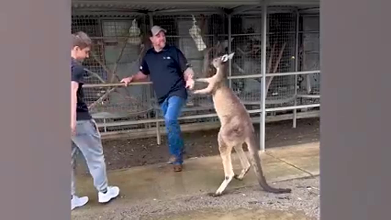 The kangaroos fighting and fighting with the wildlife visitors is very interesting😆😆😆😆