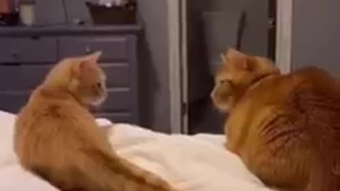 Cat funny 🤣 videos