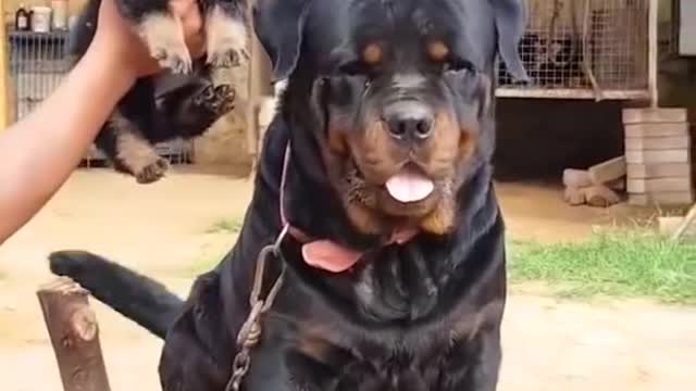 good quality rottweiler puppies. #rottweiler #hot