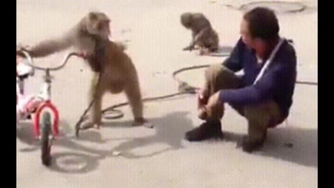 "Monkey Business: Laughing and Silly"