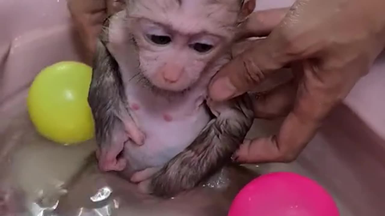 Cute Monkey
