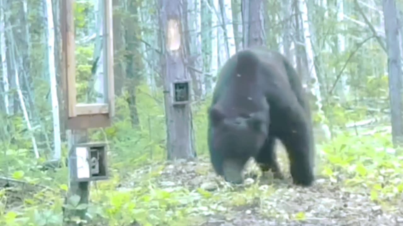 Bear funny reaction from jungle
