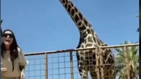 ANIMALS ANIMALS THEY ARE FUNNY