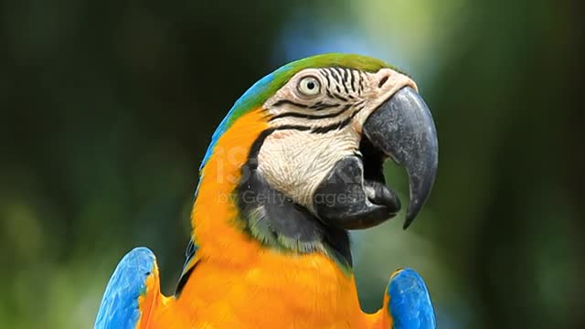 Blue and yellow Macaw sitting on a branch.