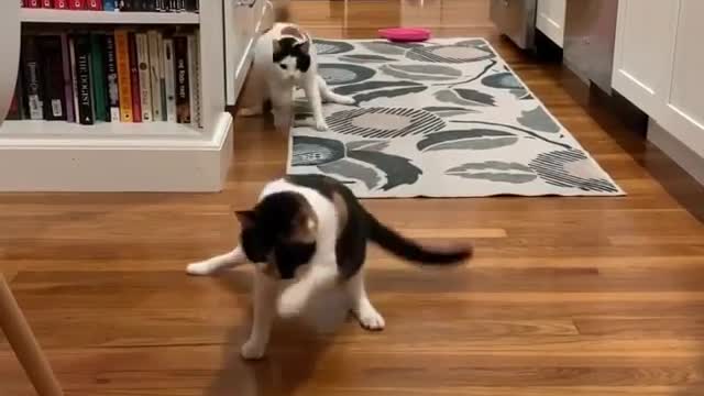 Cat funny video interesting video funny video