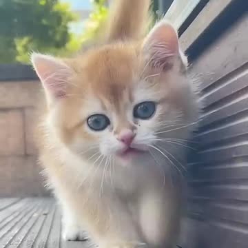 Cute baby animals Videos Compilation cute moment of the animals - Cutest Animals On Earth