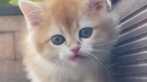 Cute baby animals Videos Compilation cute moment of the animals - Cutest Animals On Earth