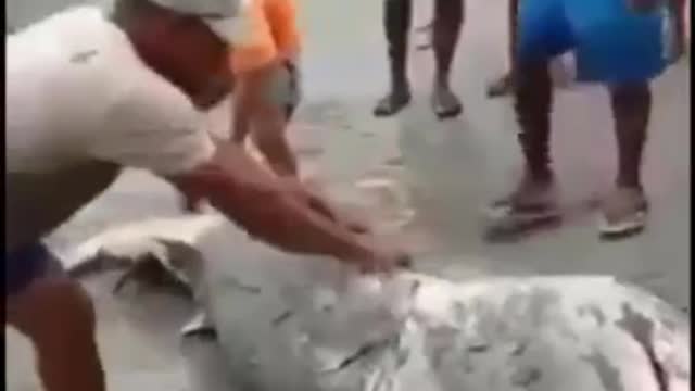 stranded shark rescue