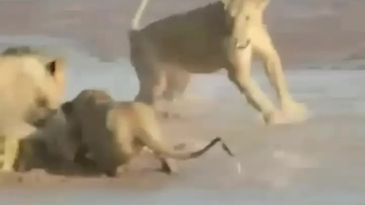 Animals fight