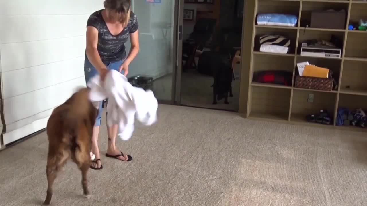 The Do's and Don'ts of Roughhousing With Your Dog