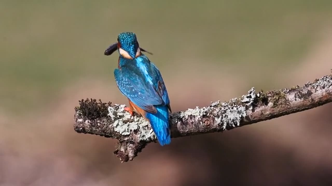 King Fisher