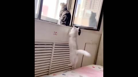 Funny and Cute Cat's Life