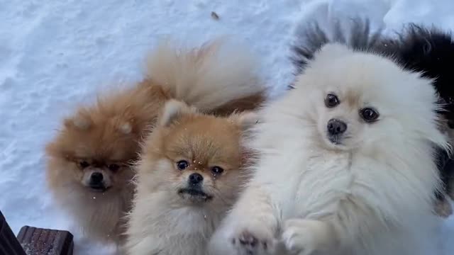 Puppies in the Snow