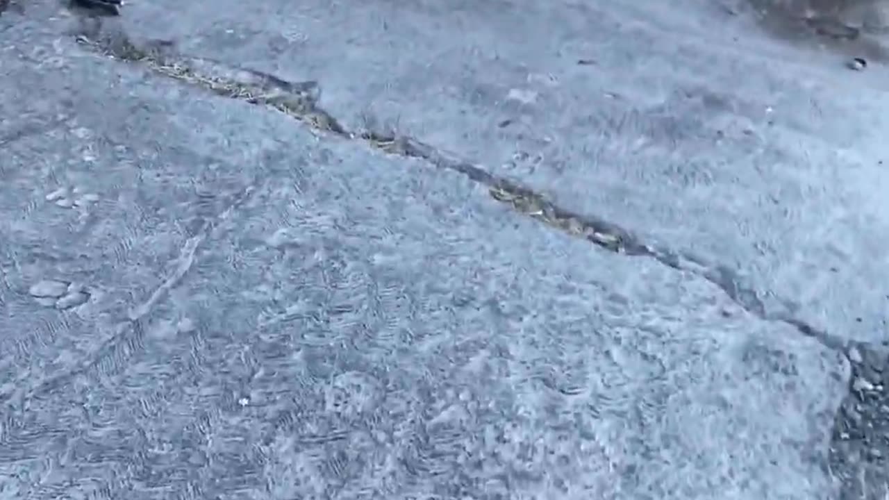 Dog Acts Differently On The Other Side ViralHog