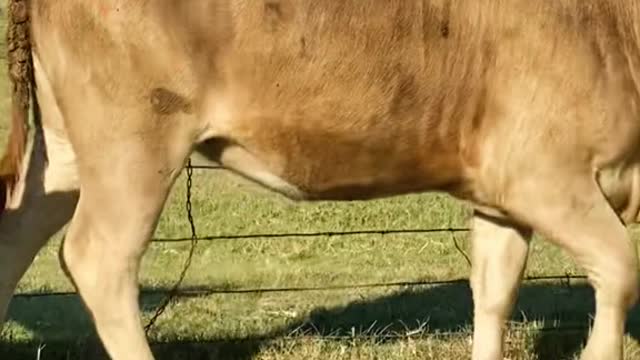Trying to dart a calf with a bad eye
