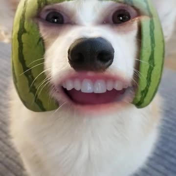 Kitty Litter for Me, Please :D