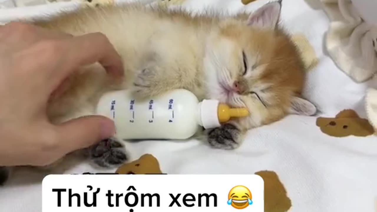 TikTok cat funny video