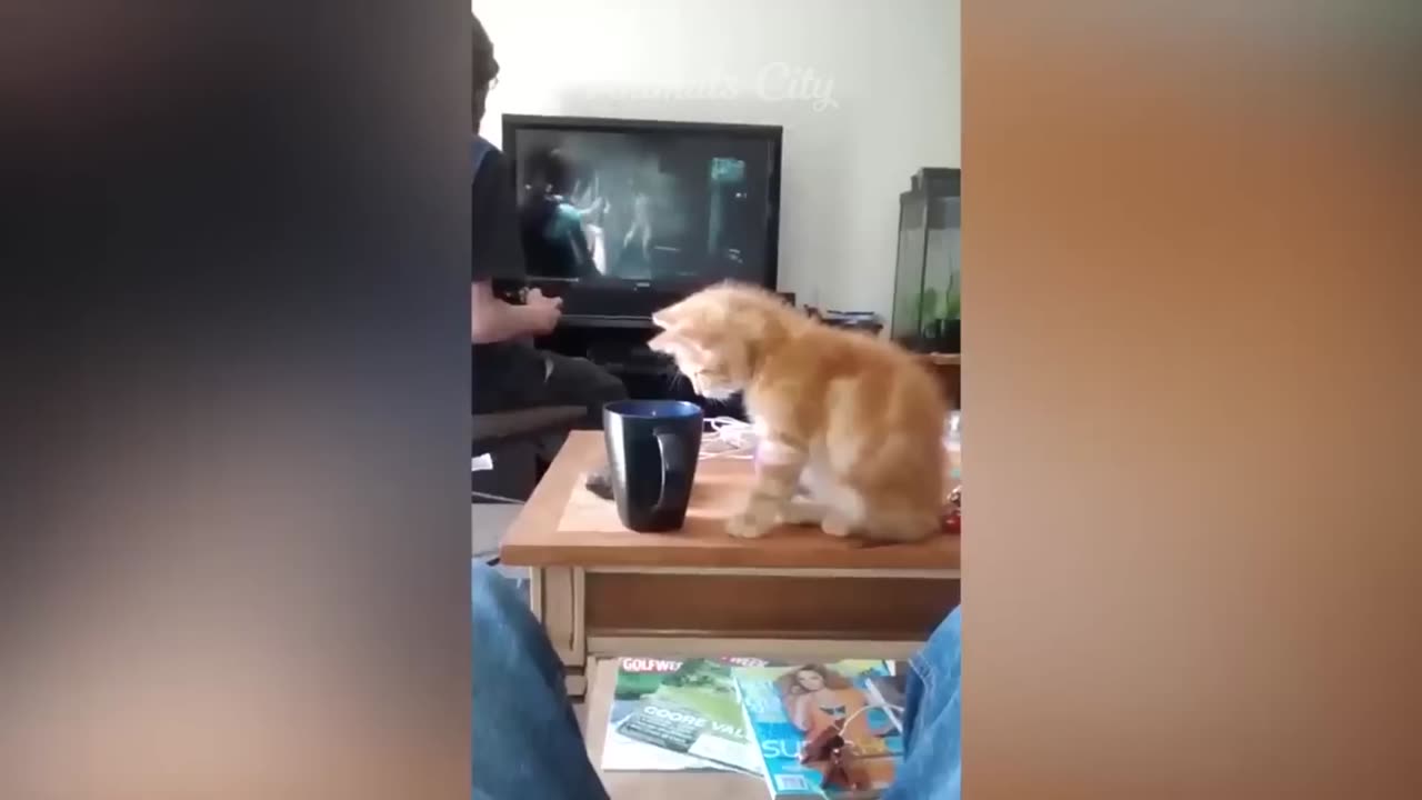 ¡Si te ries pierdes, el video más gracioso que verás hoy!