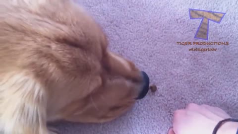 animal become laughing way