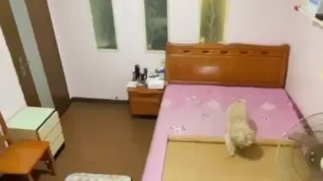 When left alone, enjoy and get a peaceful sleep