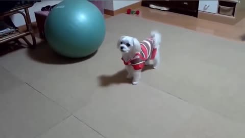 Cute Dogs #shorts
