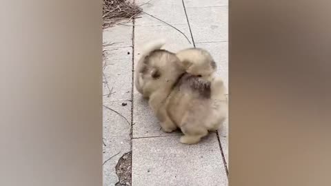 Funniest Animals