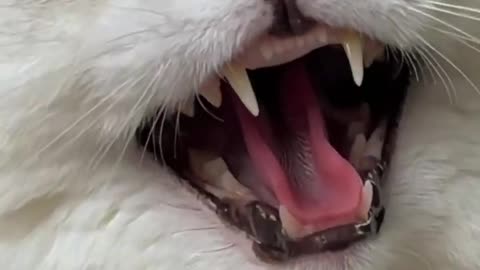 Cat "monster laugh"