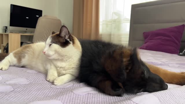 German Shepherd Puppy Meets Cat for the First Time