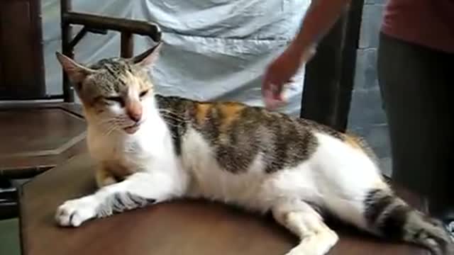 Cat enjoys back scratching