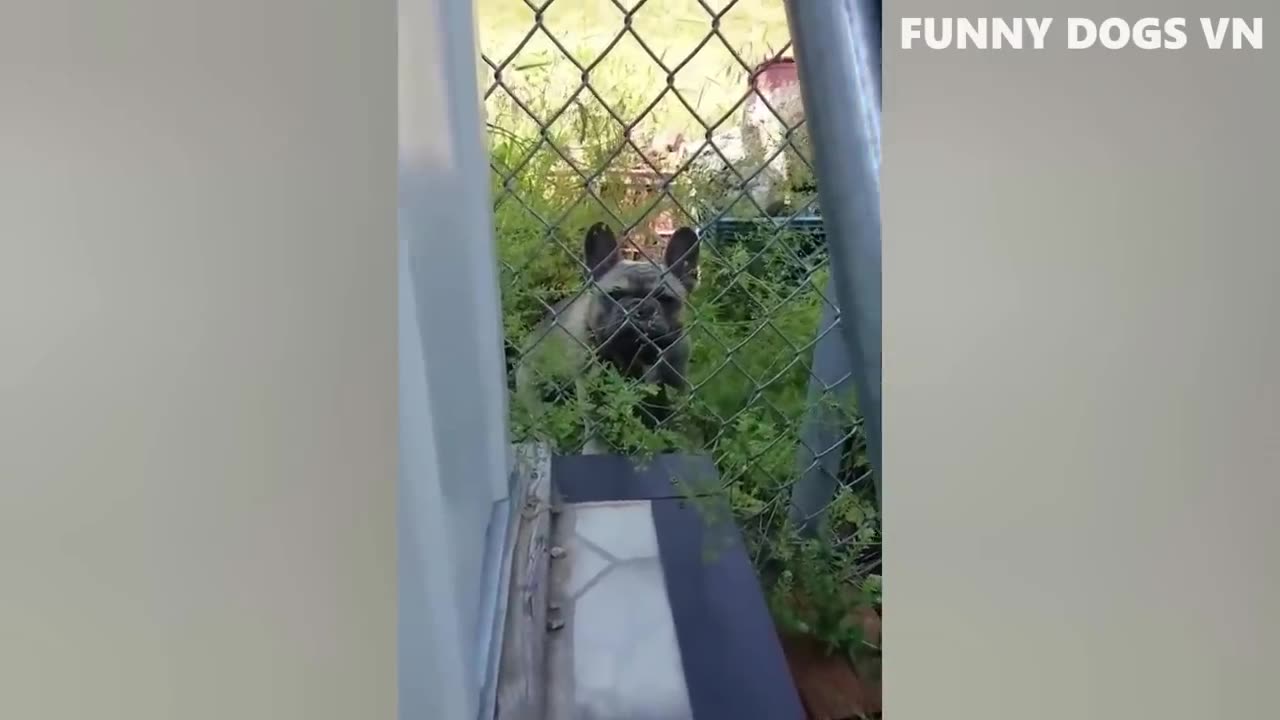 Best Funniest Animals 2023 😍 Funniest Dogs And Cats Videos 🐱🐶 #3
