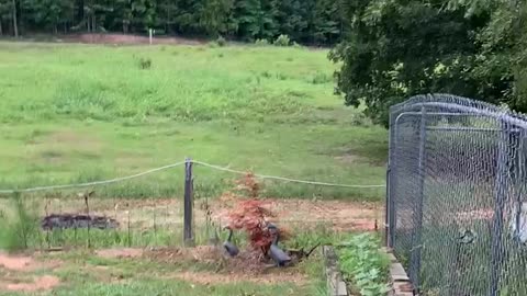 Early morning Serenade by resident fox.