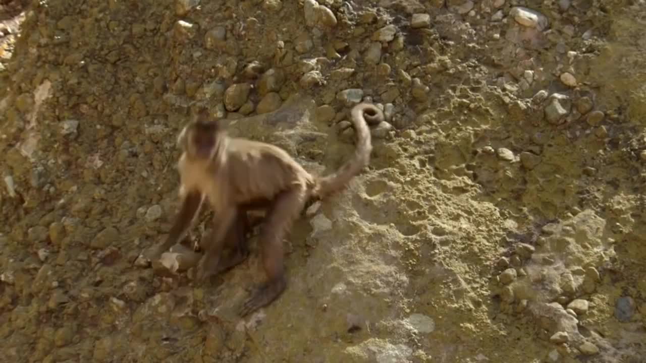 Amazingly Intelligent Monkeys Save Rodent Mouse From Snake Hunting | Prey Escapes Predato-4