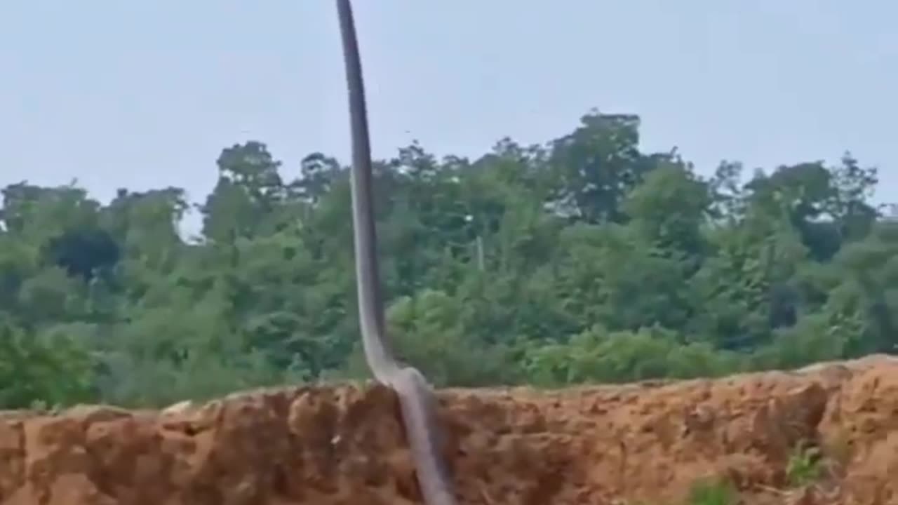 Supposedly The World's Largest King Cobra