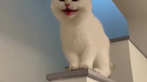 White cat laugh 😂