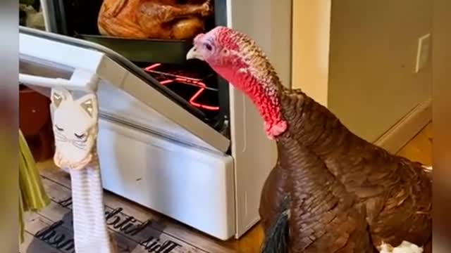 Thanksgiving
