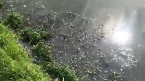 May 27, 2019 - The Fish are Spawning in Lawrence, Indiana