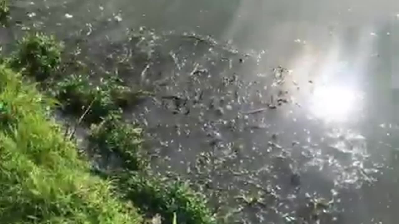 May 27, 2019 - The Fish are Spawning in Lawrence, Indiana